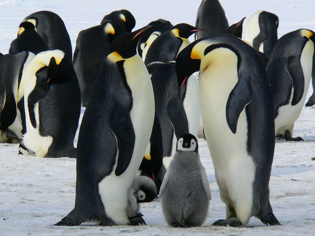 voyage croisière antarctique voir des pingouins