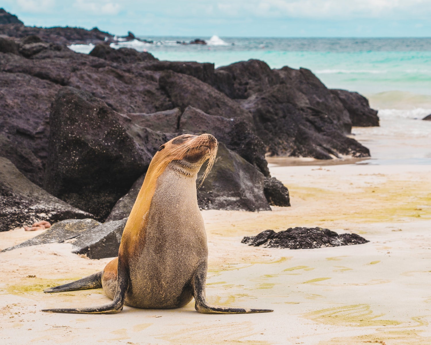 Explorez les Îles Galapagos : Croisières, Activités, Hôtels et Plus !